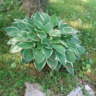 Hosta