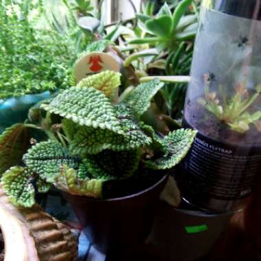 Pilea involucrata 'Moon Valley'