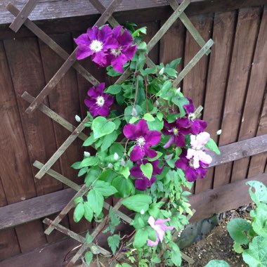 Clematis (Pruning Group 2 - Large Flowering Cultivars)