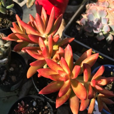 Sedum Adolphi cv. Firestorm