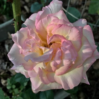 Rosa 'Madame A. Meilland' syn. Rosa 'Peace', Rosa 'Gloria Dei', Rosa 'Gioia'