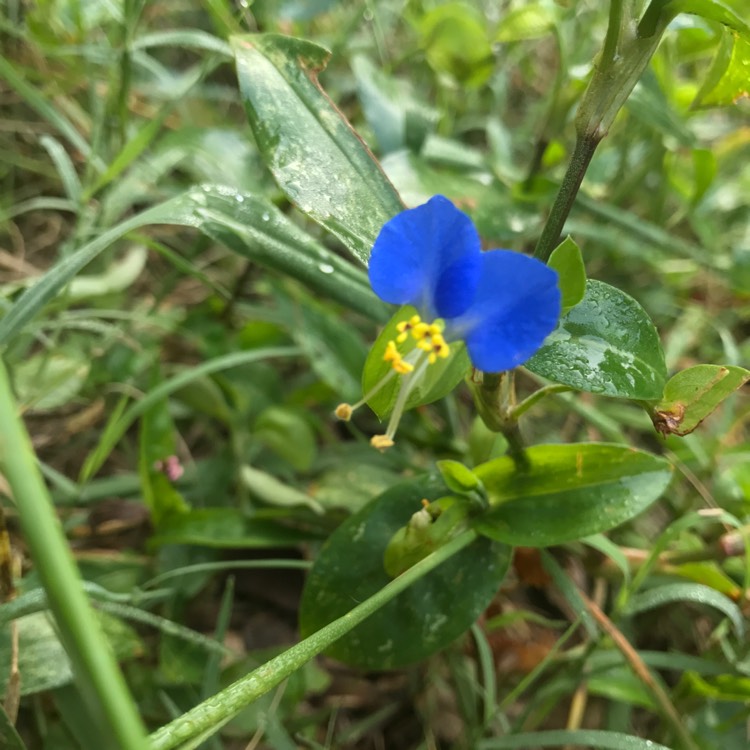 Plant image Commelina Communis