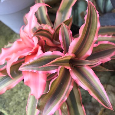 Cryptanthus Bivittatus