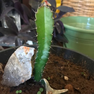 Hylocereus undatus