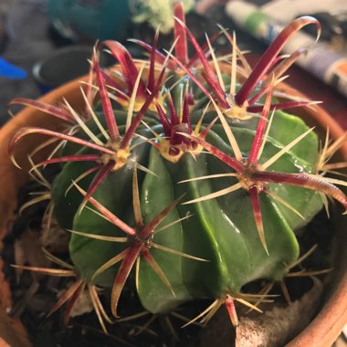 Ferocactus latispinus