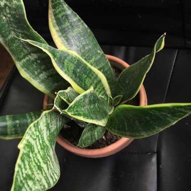 Sansevieria trifasciata var. laurentii