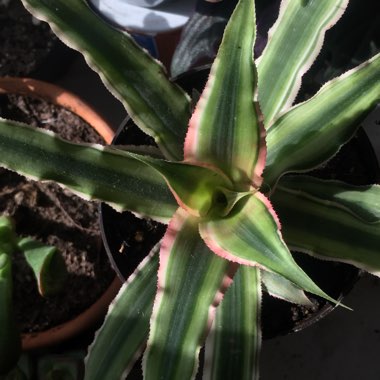 Cryptanthus Bivittatus