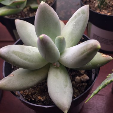 Pachyphytum bracteosum