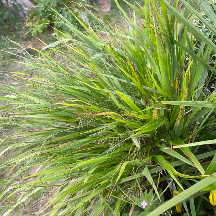 Plant image Hakonechloa