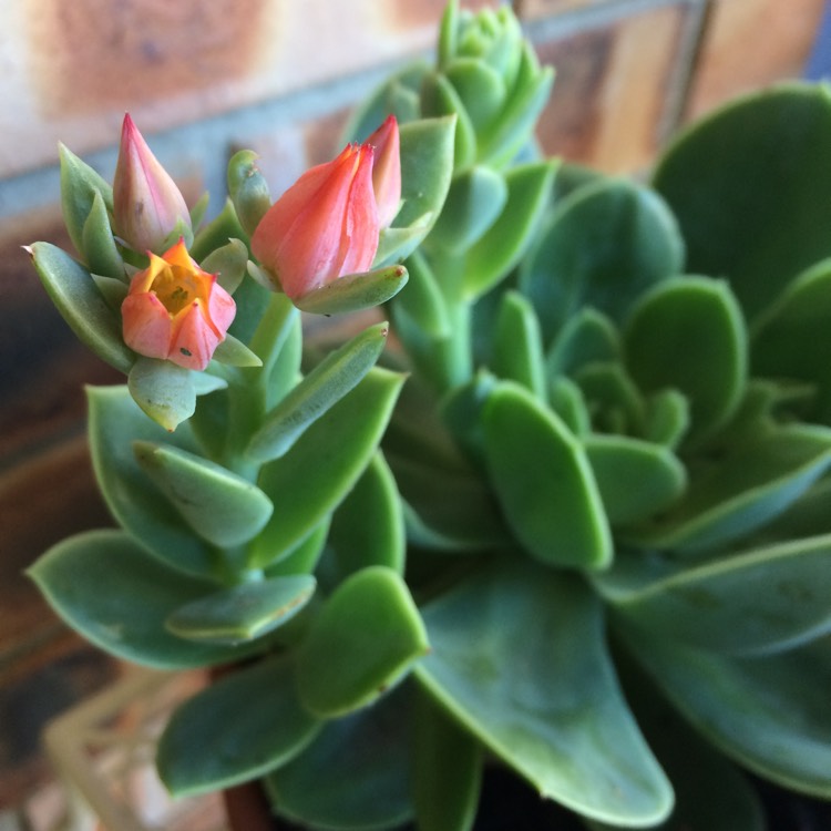 Plant image Echeveria Lemon And Lime