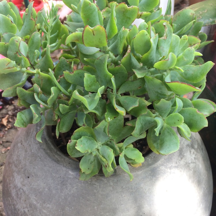 Plant image Crassula 'Blue Waves'