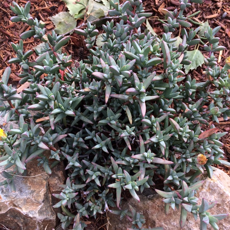 Plant image Mesembryanthemum