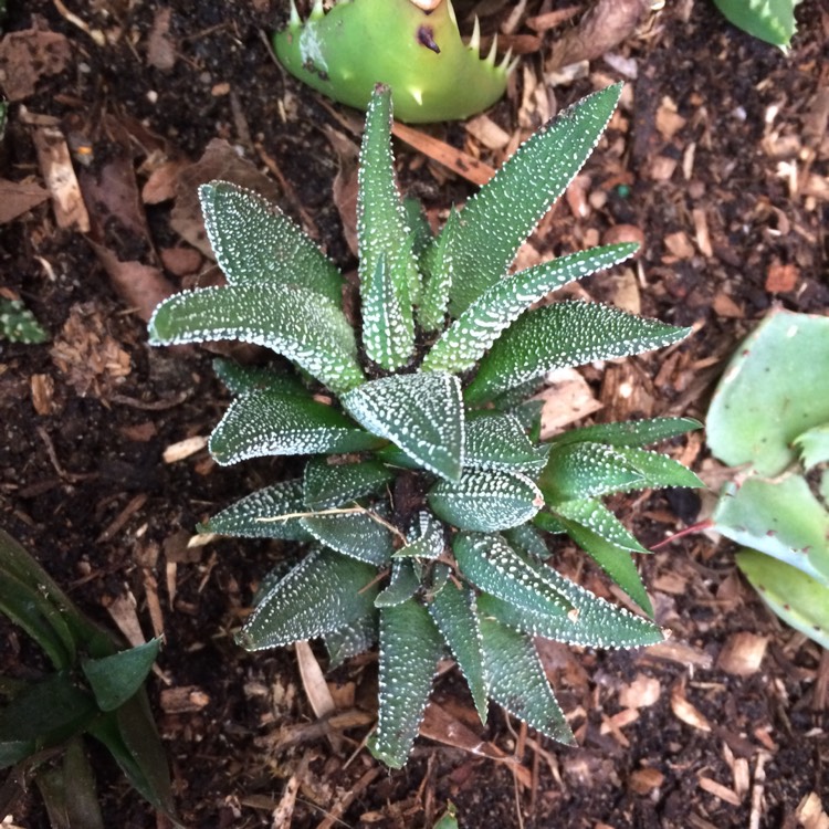 Plant image Haworthiopsis attenuata var. radula syn. Haworthia attenuata var. radula, Haworthia radula