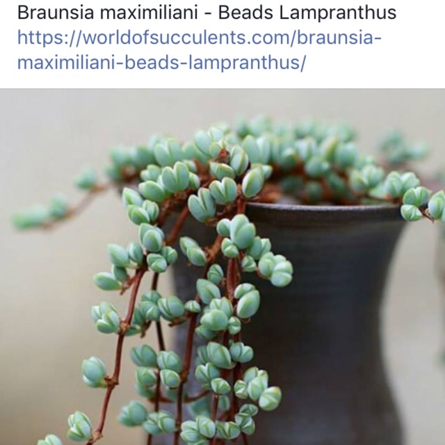 Plant image Braunsia maximiliani