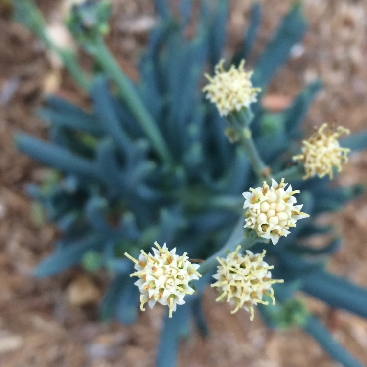 Plant image Senecio 'Giant Chalk Sticks'