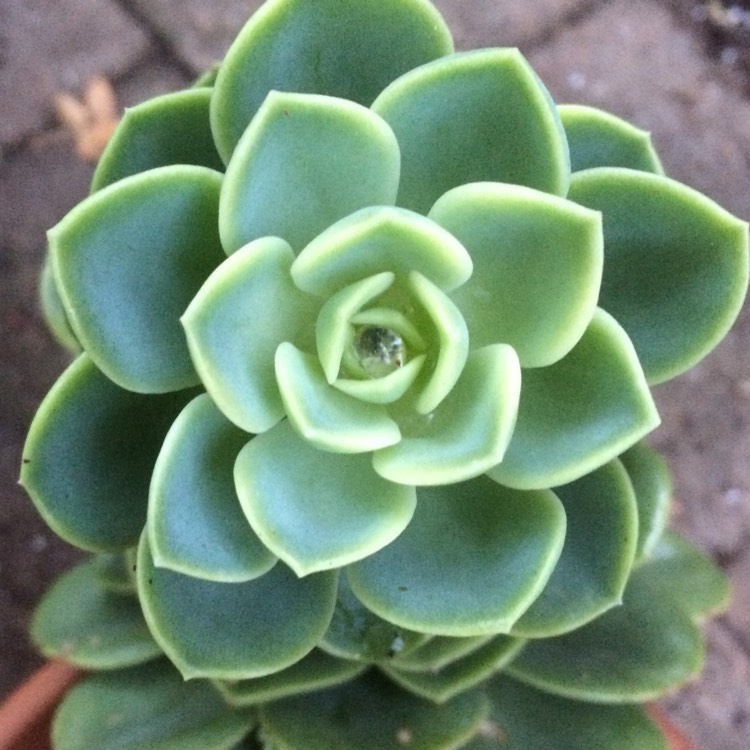 Plant image Echeveria Bees Knees