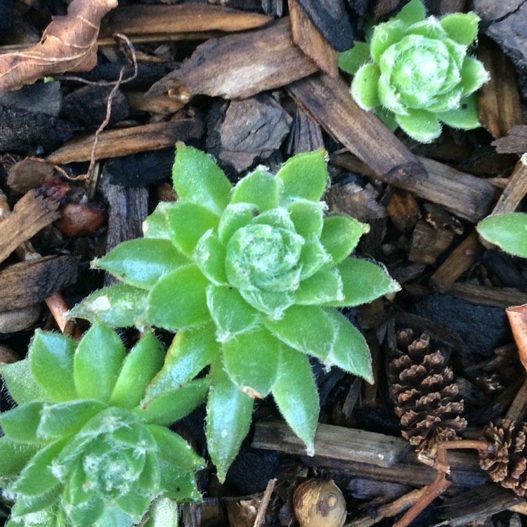 Plant image Sempervivum Fuzzy Wuzzy