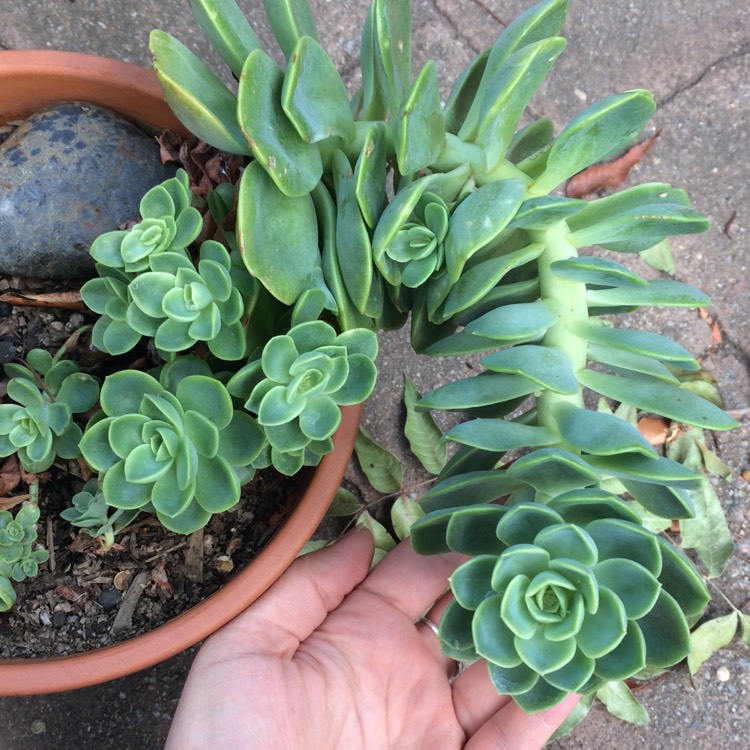 Plant image Echeveria Bees Knees