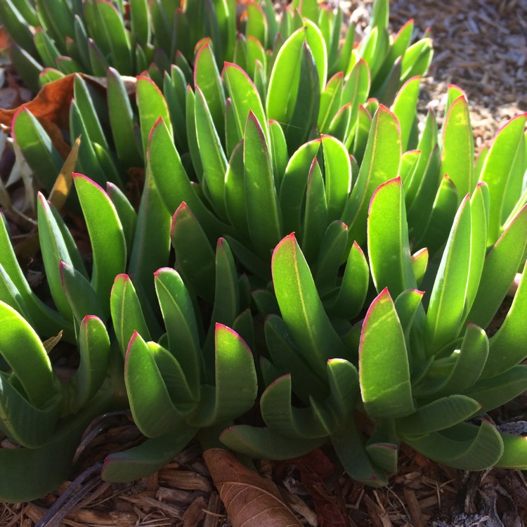 Plant image Carpobrotus glaucescens