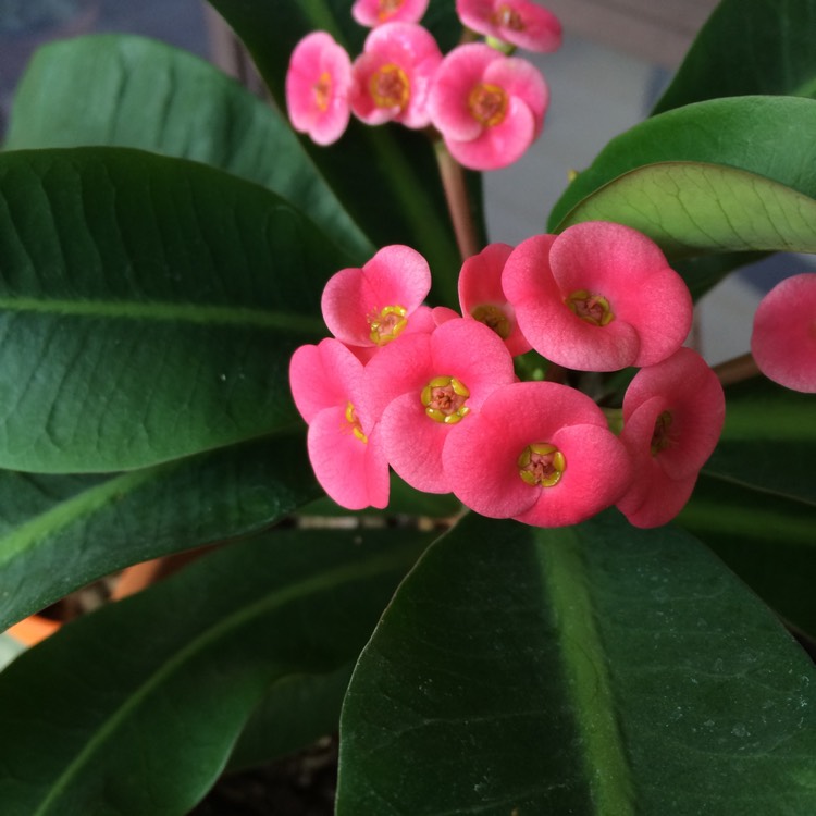 Plant image Euphorbia milii 'Lipstick'