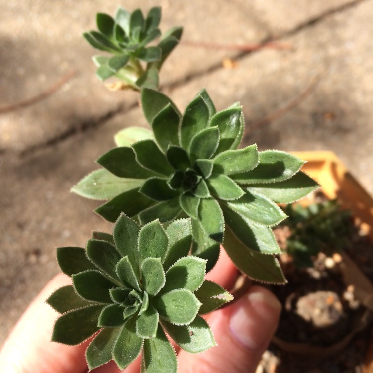 Plant image Aeonium simsii