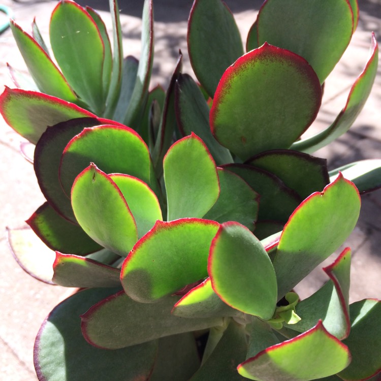 Plant image Cotyledon Macrantha Kermit