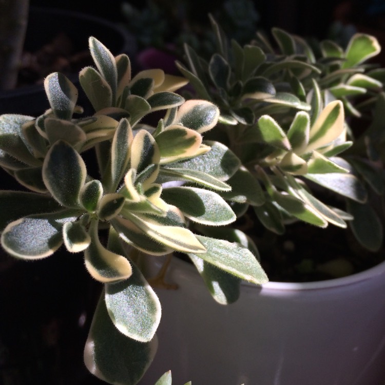 Plant image Aeonium Domesticum Variegata