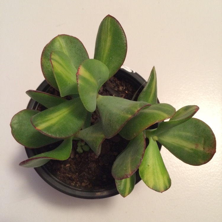 Plant image Crassula arborescens subsp. undulatafolia 'Bluebird Varigata'