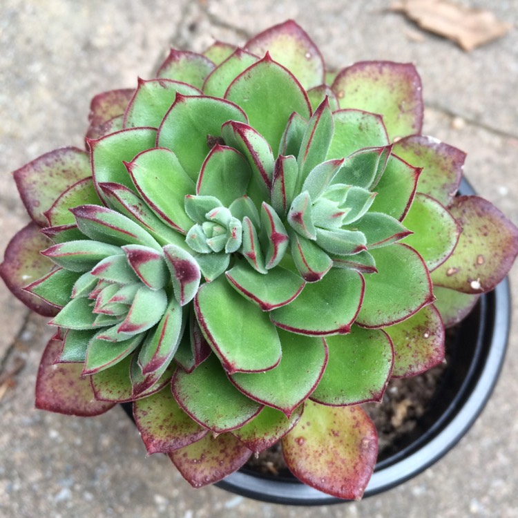 Plant image Echeveria Joan Daniel