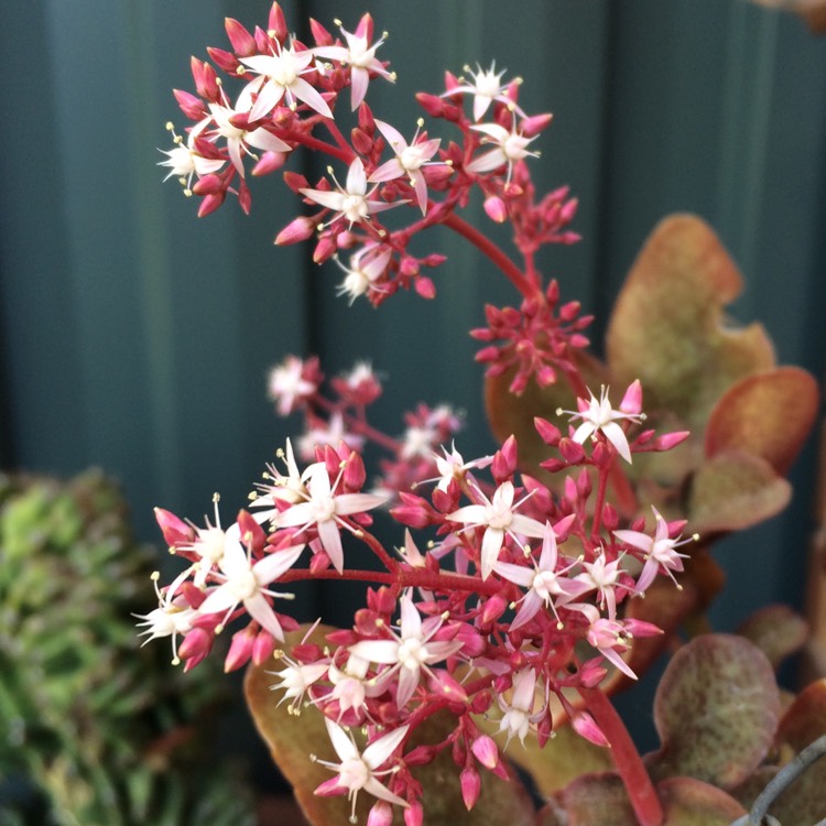 Plant image Crassula streyi