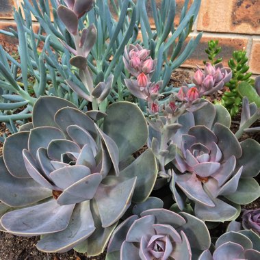 Echeveria 'Perle Von Nurnberg'