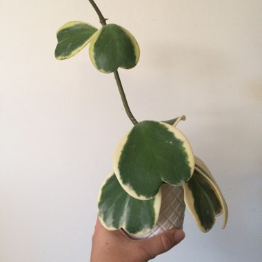 White margined sweetheart Hoya