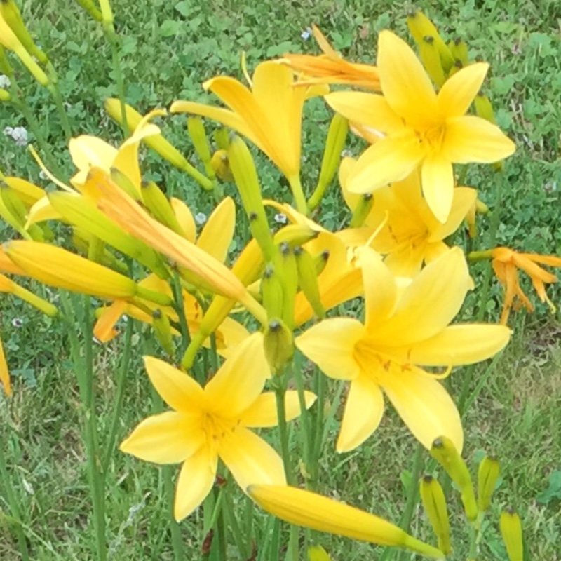 Daylily