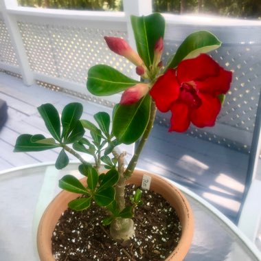 Desert Rose