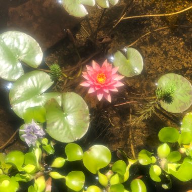 Water Lily