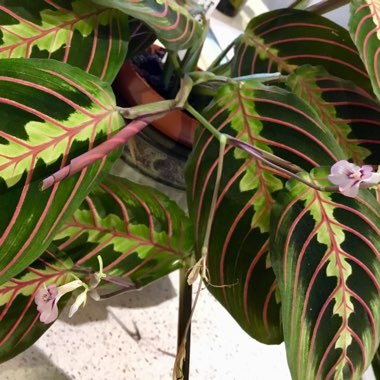 Maranta leuconeura 'Fascinator Tricolour'