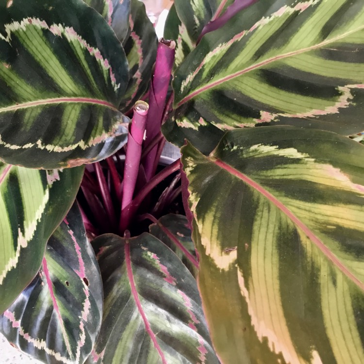 Plant image Calathea roseopicta