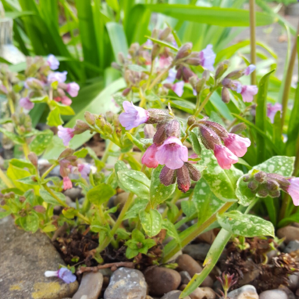 Plant image Pulmonaria 'Silver Bouquet'