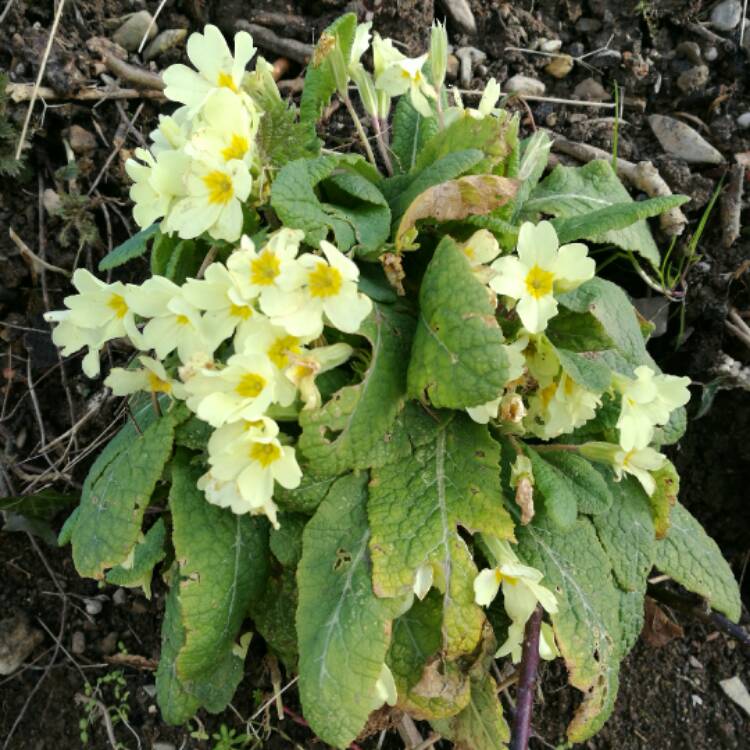 Plant image Potentilla fruticosa 'Primrose Beauty'