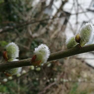 Pussy Willow