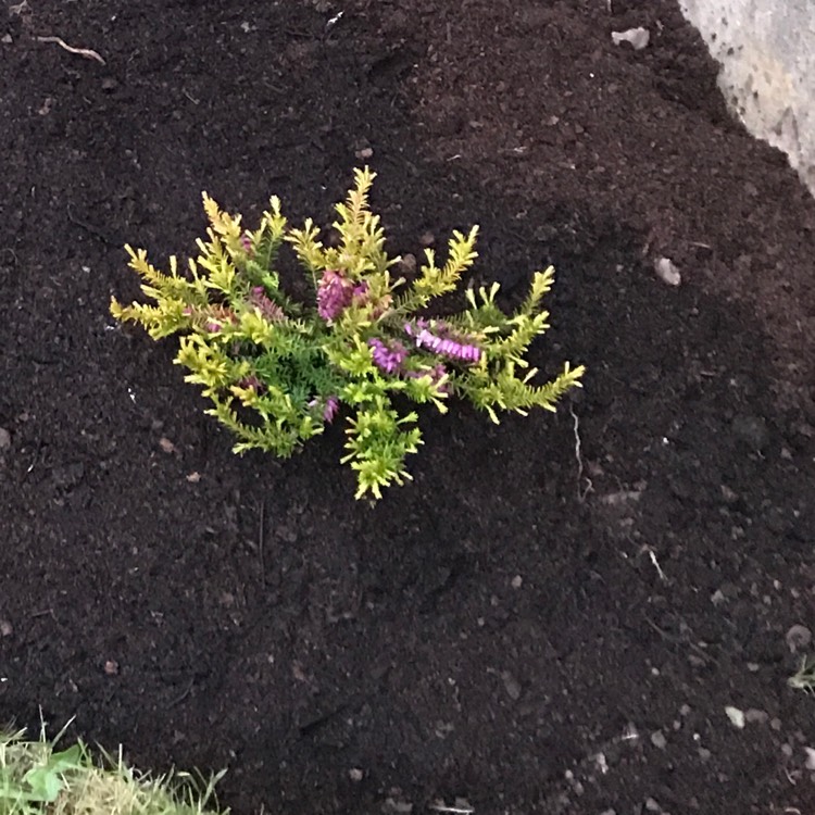 Plant image Erica x darleyensis f. aureifolia 'Mary Helen'