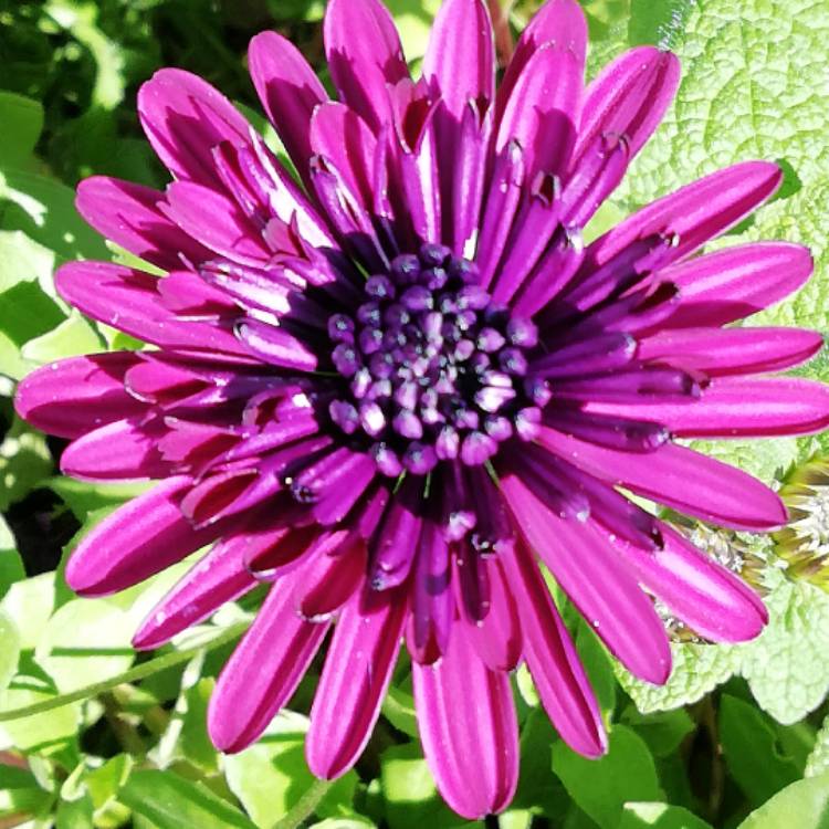 Plant image Osteospermum ecklonis 3D 'Purple Envy'