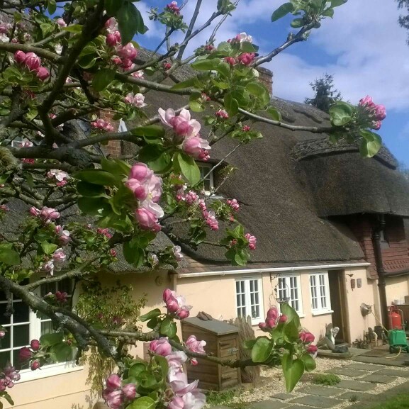 Apple 'Bramley's Seedling'