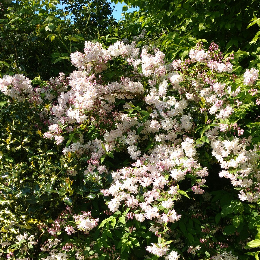 Plant image Deutzia x elegantissima 'Rosealind'