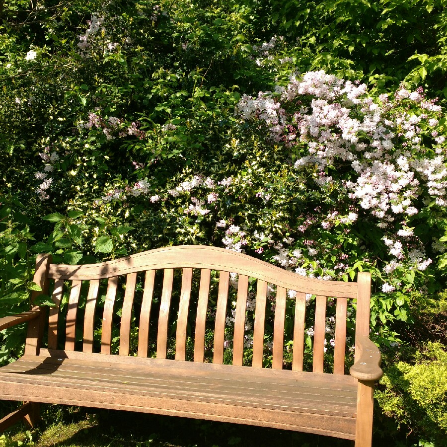 Plant image Deutzia x elegantissima 'Rosealind'