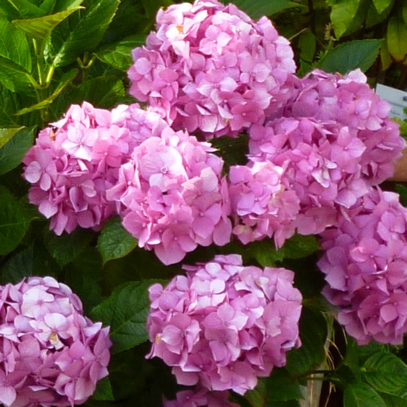 Hydrangea 'Altona'