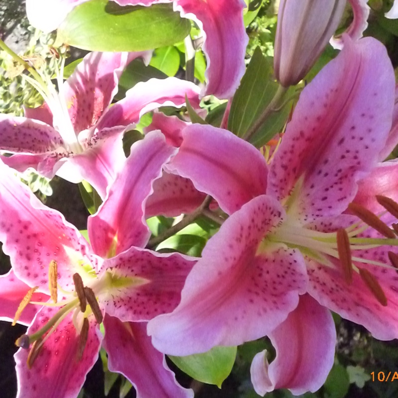 Lily 'Entertainer' (Oriental)