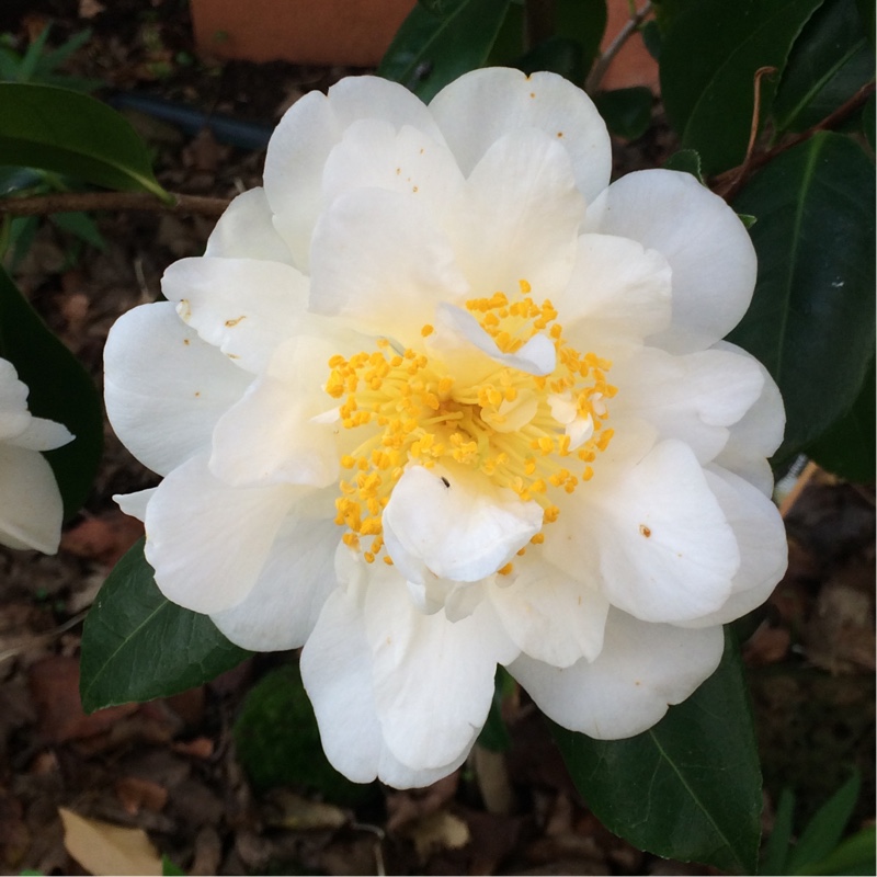 Plant image Camellia japonica 'Silver Anniversary'