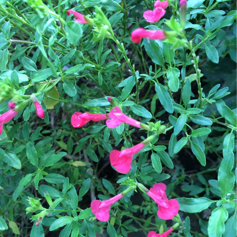 Plant image Salvia microphylla 'San Carlos Festival'