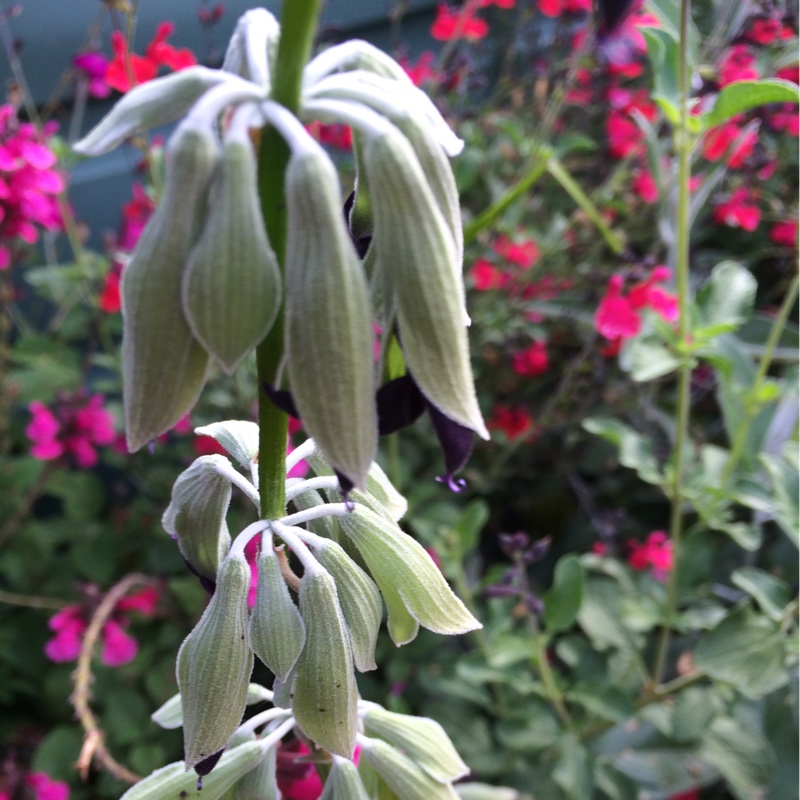 Plant image Salvia Discolor